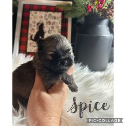 Pomeranian Puppies from Davis Poms