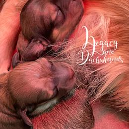 Dachshund Puppies from Legacy Lane Dachshunds