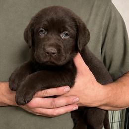 Alexander Hamilton - Chocolate male Labrador Retriever puppy in Morriston, Florida from Penny Lane Labradors