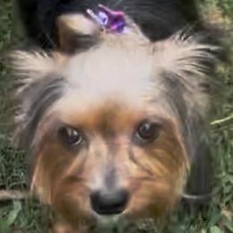 Yorkshire Terriers from ROYAL PAWS