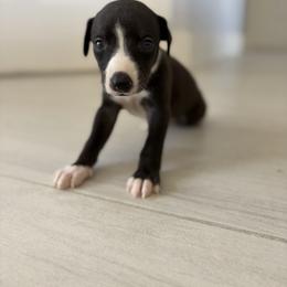 Milo - Black male Whippet puppy in Fort Myers, Florida from Rainbow Whippets