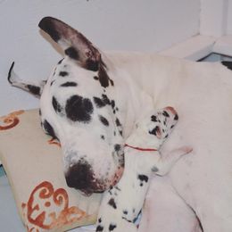 Great Dane Puppies from YK Great Danes