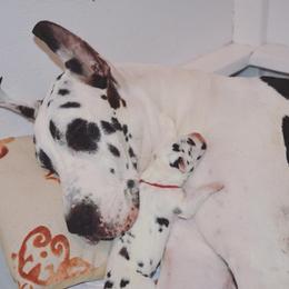 Great Dane Puppies from YK Great Danes