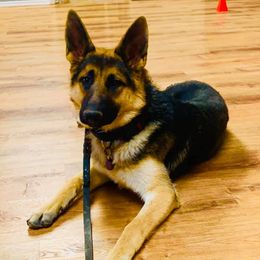 Dutch Shepherds and German Shepherds from KnightWatch K-9