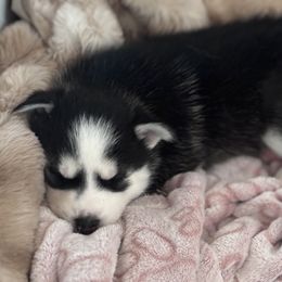 Pomsky Puppies from Sun-Kissed Mountain Homestead