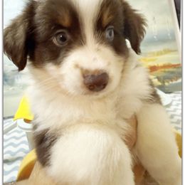 Boy 3 Mini Aussie - Red & white male Miniature Australian Shepherd puppy in Pensacola, Florida from TNT MINI AUSSIES