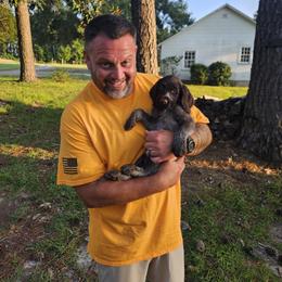 German Wirehaired Pointer Puppies from Vom Fleetwood