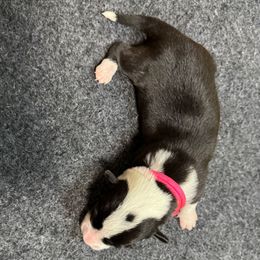 Pink collar - Black and white female Cardigan Welsh Corgi puppy in Omaha, Arkansas from DnD Corgis