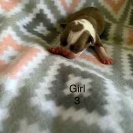 Girl 3 - Red female Boston Terrier puppy in Charleston, West Virginia from Mountain Momma Bostons
