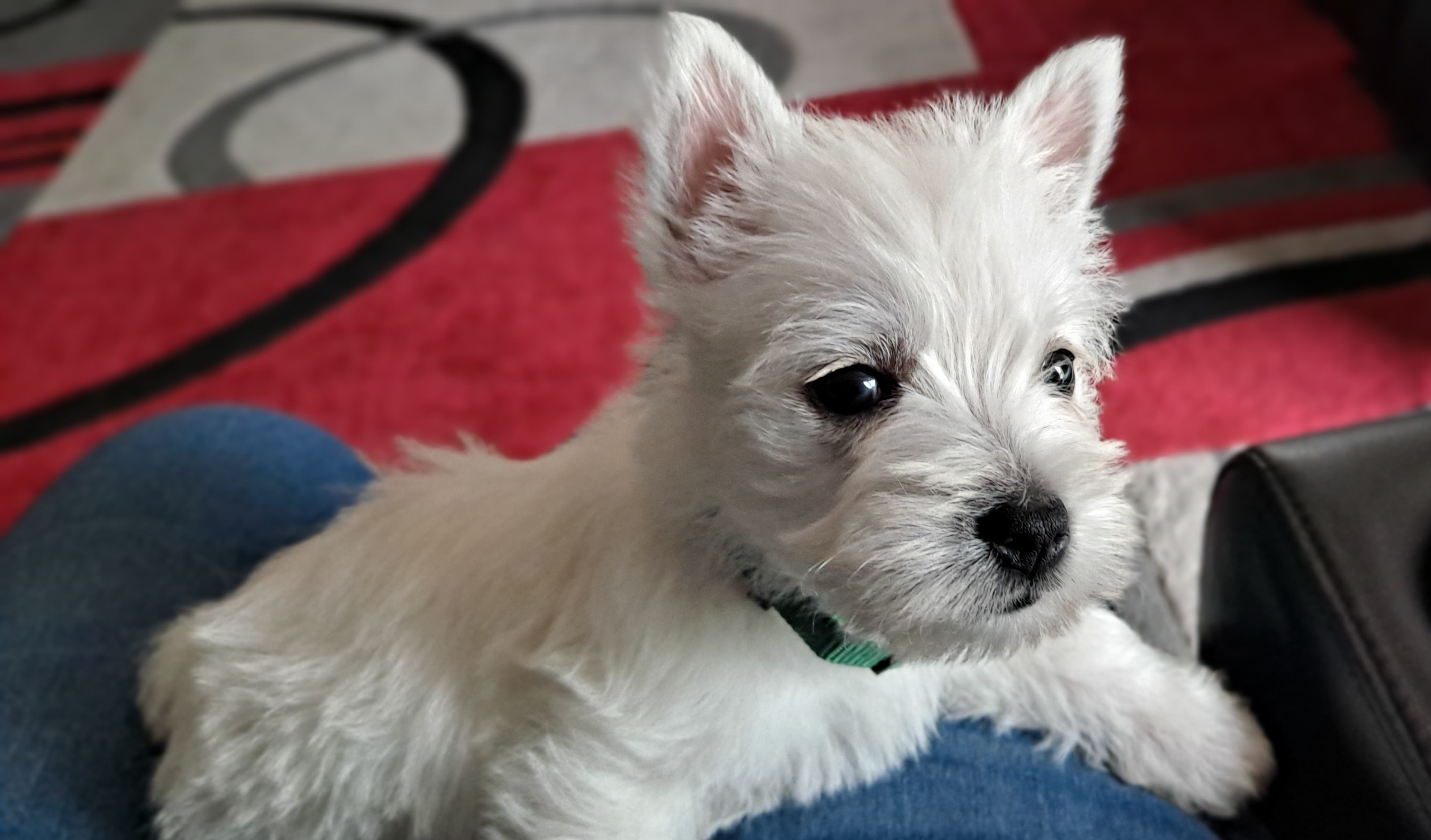 West Highland White Terrier Puppies from Westies of Morrison