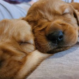 Golden Retriever Puppies from PDA Goldens