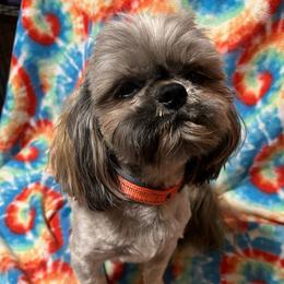 Donovan - Shih Tzu