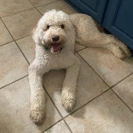 Lucy - Goldendoodle