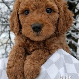 Buck - Red  male Goldendoodle puppy in Hendersonville, Tennessee from Ben's Best Buddy Goldendoodles