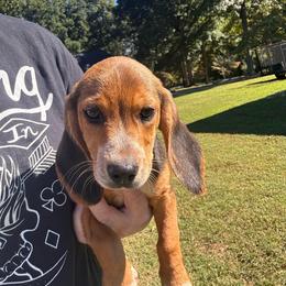 Martin - Black tan and white male Beagle puppy in Spartanburg, South Carolina from Sassy Pap Farms