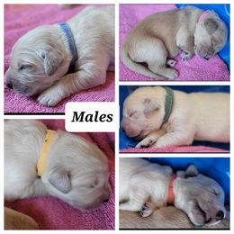 Golden Retriever Puppies from Golden Grams Retrievers