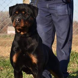 French Bulldogs and Rottweilers from Post Farm Rottweilers & French Bulldogs