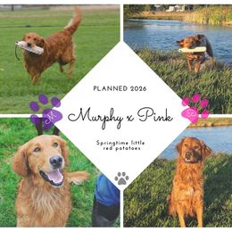 Golden Retriever puppies from Sutter Bay Retrievers