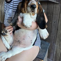 Basset Hounds from Irish Acres Basset Hounds