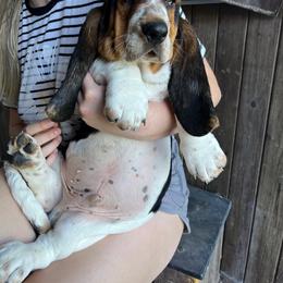 Basset Hounds from Irish Acres Basset Hounds