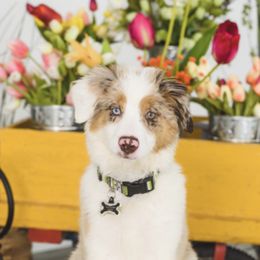 Ivy - Australian Shepherd