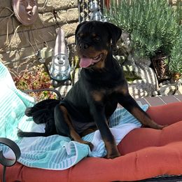 Rottweiler Puppies from Von Der Hing Rottweilers
