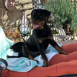 Rottweiler Puppies from Von Der Hing Rottweilers