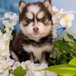 Poppy - 2500 - Red and white female Pomsky puppy in Spring Hill, Florida from www.PuppyTimeEmporium.com