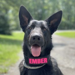 Ember - German Shepherd
