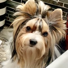 Biewer Terrier Puppies from Bouquet Biewers