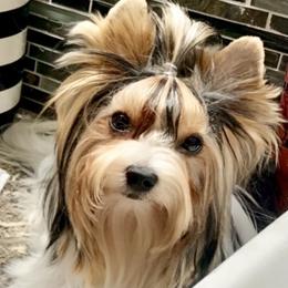 Biewer Terrier Puppies from Bouquet Biewers
