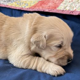 Mr. Blue - Light golden male Golden Retriever puppy in Brentwood, California from Golden M Family Farms