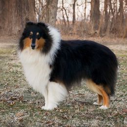 Macho - Collie