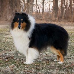 Macho - Collie