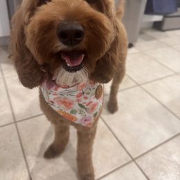 Goldendoodle Puppies from Goldendoodle Love