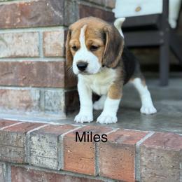 Miles - Black tan and white male Beagle puppy in Mansfield, Missouri from Rippee Creek Kennel