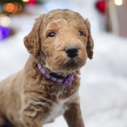 Icy (Purple Collar) - Goldendoodle puppy from Highland Grove Doodles, LLC