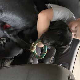 Bear - Labrador Retriever