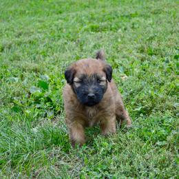 Cypress - Wheaten male Soft Coated Wheaten Terrier puppy in Kirksville, Missouri from Ironwood Ridge Kennels