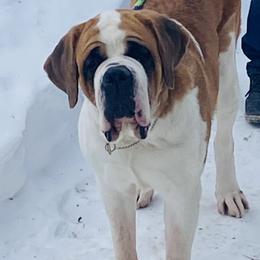 Pixie - Saint Bernard