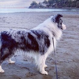 Border Collies from Prophecy Kennels