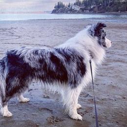 Border Collies from Prophecy Kennels