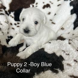 Puppy 2 - Blue Collar - White male Miniature Schnauzer puppy in Ankeny, Iowa from Maple’s Cockapoo's and Libby's Schnauzer Puppies