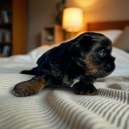 AKC-Rocky - Black male Shih Tzu puppy in Mooresville, North Carolina from Juji Shih Tzu