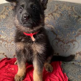 Red collar girl - Black and red female German Shepherd puppy in Coleta, Illinois from Four Leaf Farm- Vom Vierblättriges Bauernhof