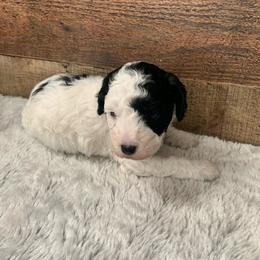 Jade - Parti female Poodle puppy in Haddam, Kansas from Golden B Acres