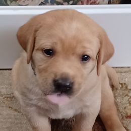 Labrador Retriever Puppies from Rocky Point Labradors