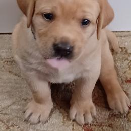 Labrador Retriever Puppies from Rocky Point Labradors