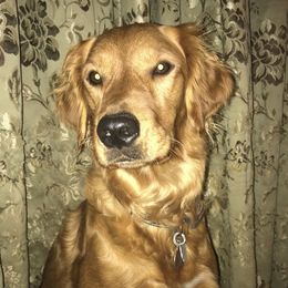 Ruby - Golden Retriever