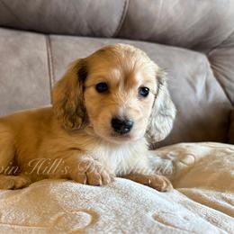 Dolly - I will always love you. - Cream female Dachshund puppy in Jonesboro, Illinois from Twin Hills Dachshunds